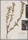 Foto von Salix candida Flüggé ex Willd. x Salix petiolaris Sm.